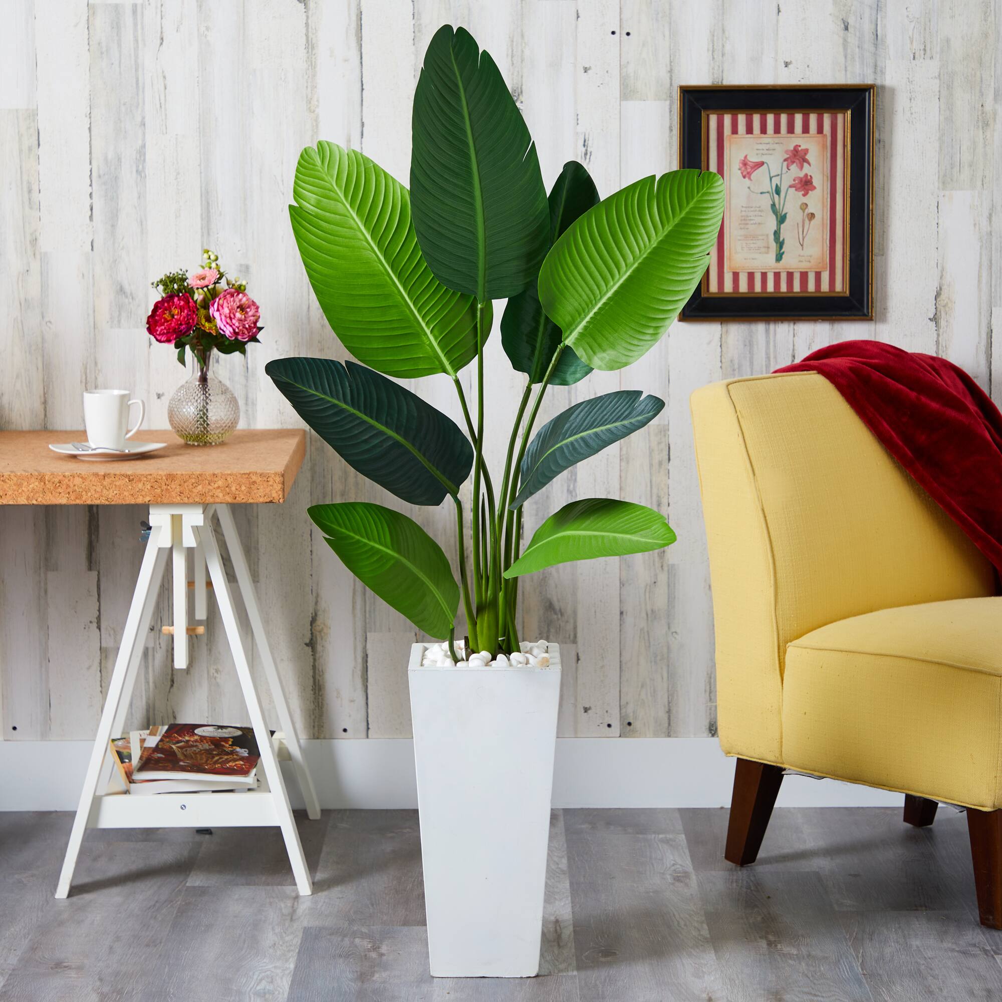 5ft. Travelers Palm Tree in Tall White Planter
